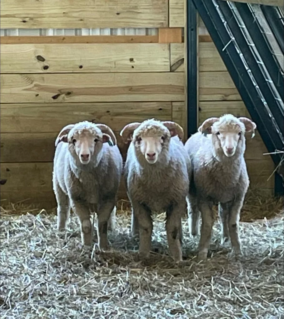 SaJoBe Farms