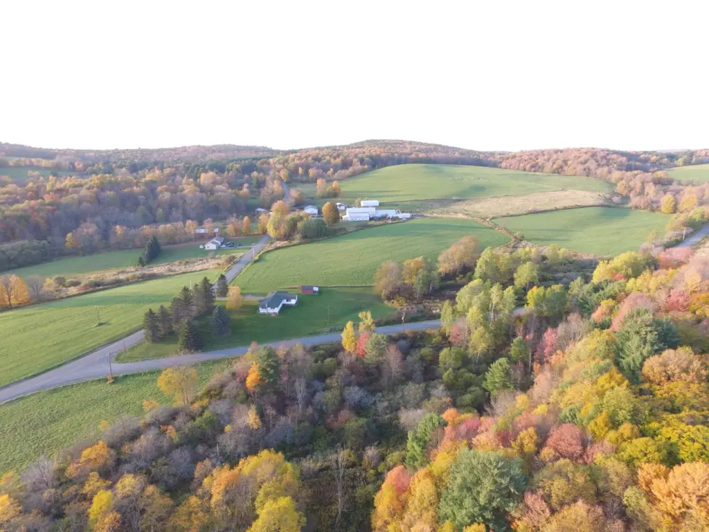 Shaver-Hill Maple