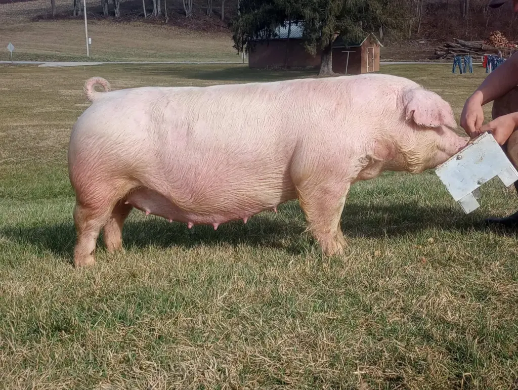 Taley Farms