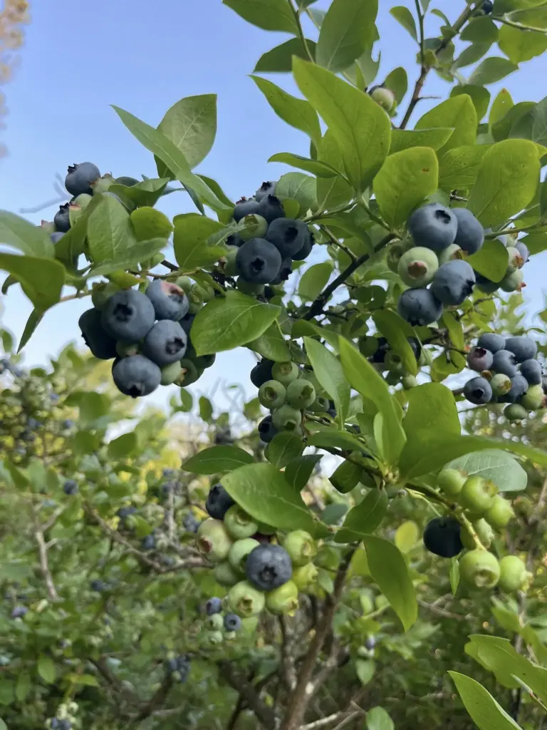 Windy Knob Blueberry Farm