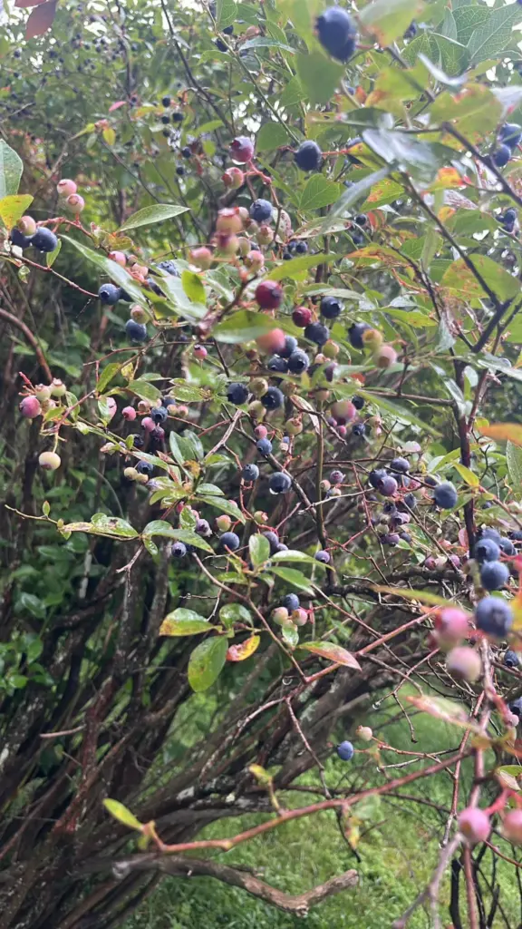 Windy Knob Blueberry Farm